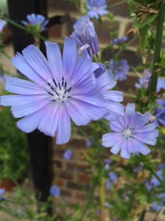 Chicory (Cichorium intybus) - The Culinary Herb Company