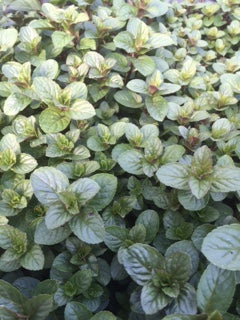 Mint: Chocolate (Mentha x piperita f. 'Citrata Chocolate') - The Culinary Herb Company