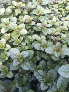 Mint: Chocolate (Mentha x piperita f. 'Citrata Chocolate') - The Culinary Herb Company