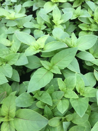 Basil: Cinnamon (Ocimum basilicum 'Cinnamon') - The Culinary Herb Company