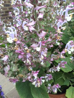 Sage: Clary (Salvia sclarea) - The Culinary Herb Company