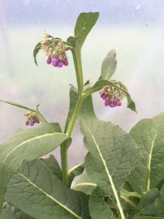 Comfrey (Symphytum officinale) - The Culinary Herb Company