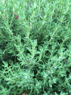 Thyme: Compact (Thymus vulgaris 'Compact') - The Culinary Herb Company