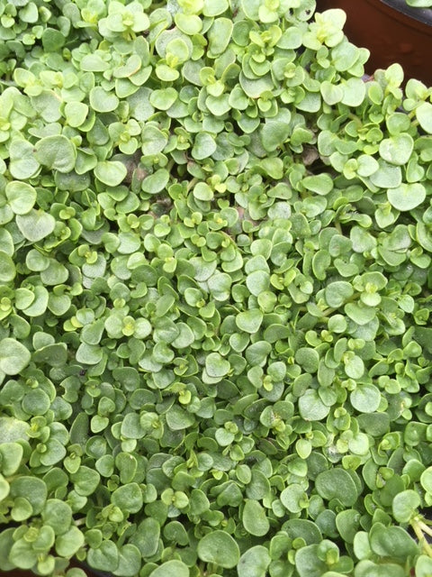 Mint: Corsican (Mentha requienii) - The Culinary Herb Company