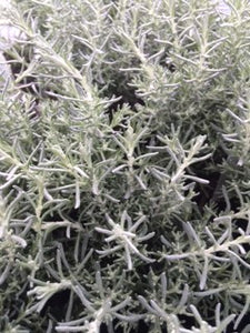 Curry Plant: Dwarf (Helichrysum italicum 'Dwarf') - The Culinary Herb Company