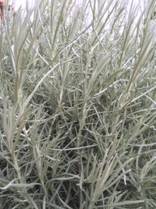 Curry Plant (Helichrysum italicum) - The Culinary Herb Company