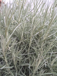 Curry Plant (Helichrysum italicum) - The Culinary Herb Company