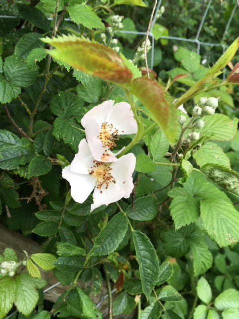 Dog Rose (Rosa canina)
