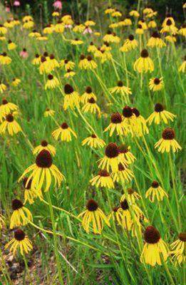 Echinacea Paradoxa (Yellow Coneflower) - The Culinary Herb Company