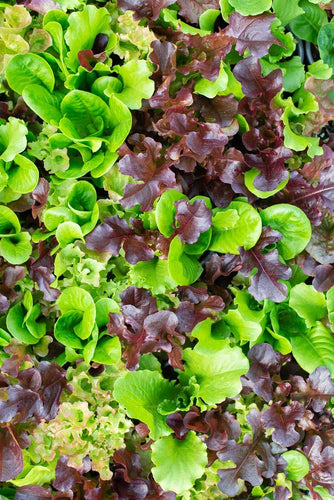 French Mesclun Salad Mix - Culinary Herb Co.