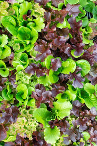 French Mesclun Salad Mix - Culinary Herb Co.