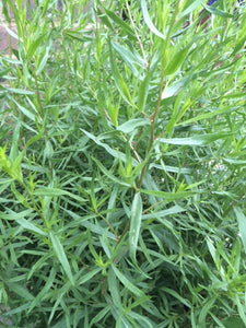 Tarragon: French (Artemisia dracunculus 'French') - The Culinary Herb Company