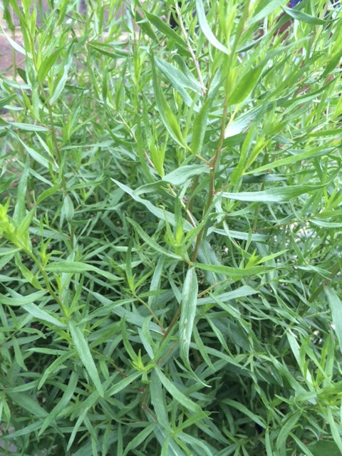 Tarragon: French (Artemisia dracunculus 'French') 12cm - Culinary Herb Co.