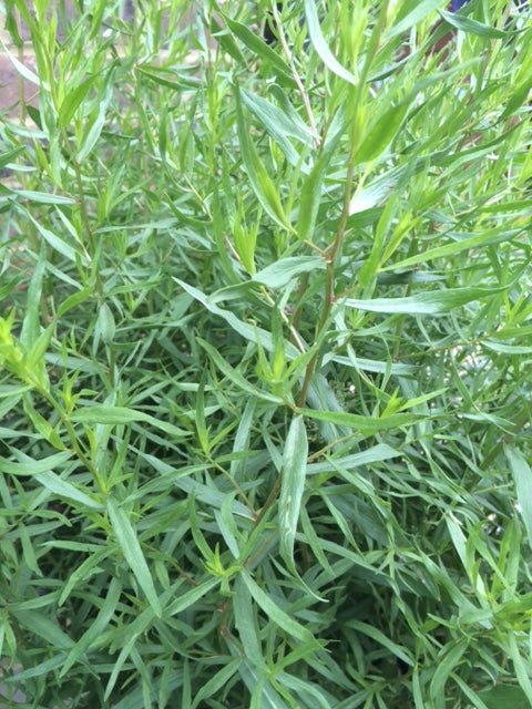 Tarragon: French (Artemisia dracunculus 'French') 12cm