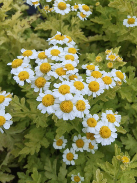 Feverfew (Tanacetum parthenium) - The Culinary Herb Company