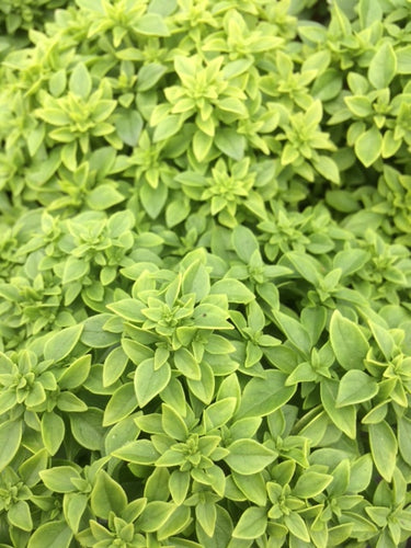 Basil: Greek (Ocimum minimum) - The Culinary Herb Company