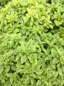 Basil: Greek (Ocimum minimum) - The Culinary Herb Company