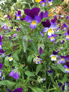 Heartsease (Viola tricolor) - The Culinary Herb Company