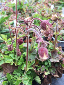 Herb Bennet (Geum urbanum)