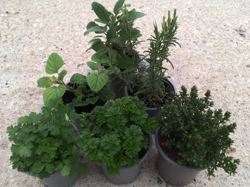 The starter herb pack - Culinary Herb Co.