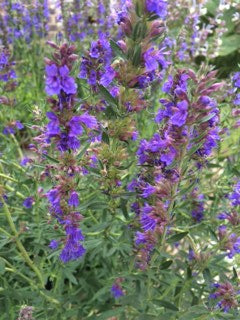 Hyssop (Hyssopus officinalis) - The Culinary Herb Company