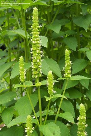 Hyssop: Giant Yellow (Agastache nepetoides)