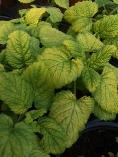 Balm: Lemon Balm All Gold (Melissa officinalis 'All Gold') - The Culinary Herb Company