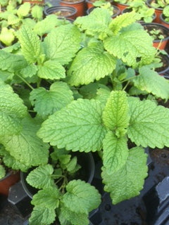 Balm: Lemon (Melissa officinalis) - The Culinary Herb Company