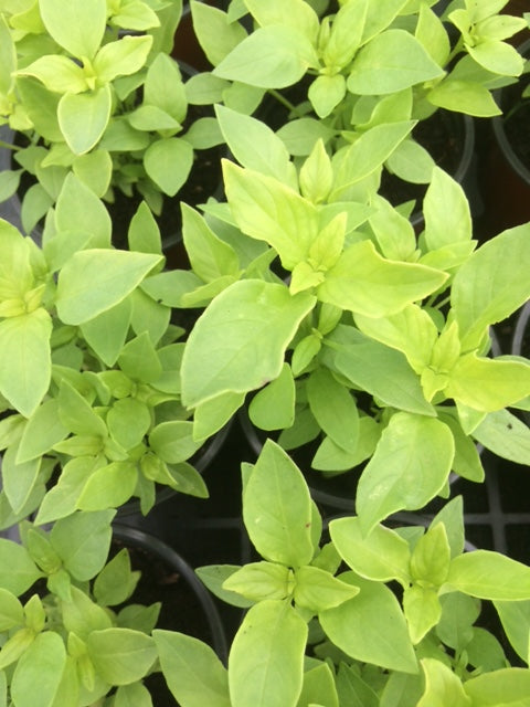 Basil: Lemon (Ocimum x citriodorum 'Lemon') - The Culinary Herb Company