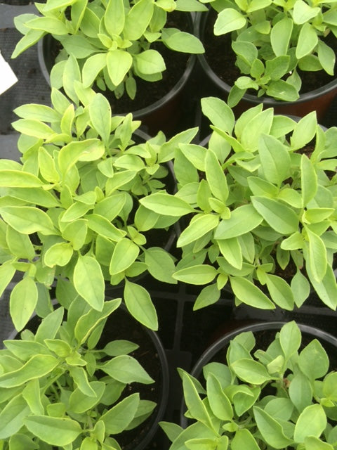 Basil: Lime (Ocimum x citriodorum 'Lime')