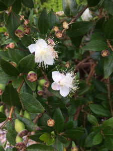 Myrtle (Myrtus communis) - The Culinary Herb Company