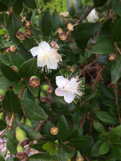 Myrtle (Myrtus communis) - The Culinary Herb Company