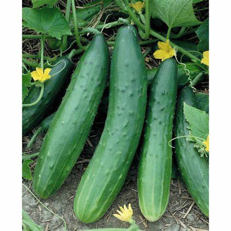 Cucumber (Konsa F1) - Culinary Herb Co.