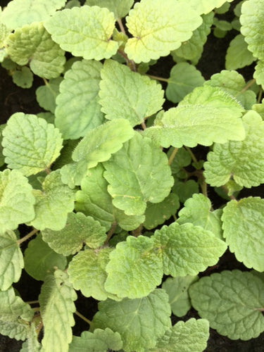 Balm: Orange (Melissa officinalis ‘Mandarina’)