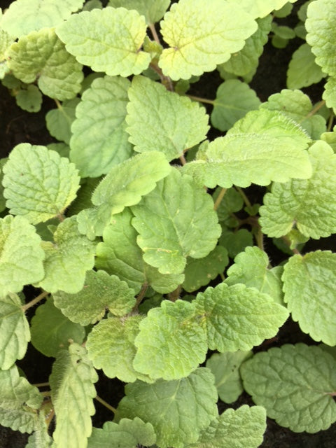 Balm: Orange (Melissa officinalis ‘Mandarina’)