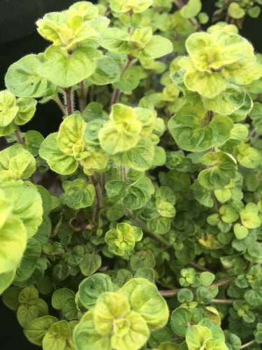 Oregano: Crinkle Leaf (Origanum vulgare 'Aureum Crispum') - Culinary Herb Co.