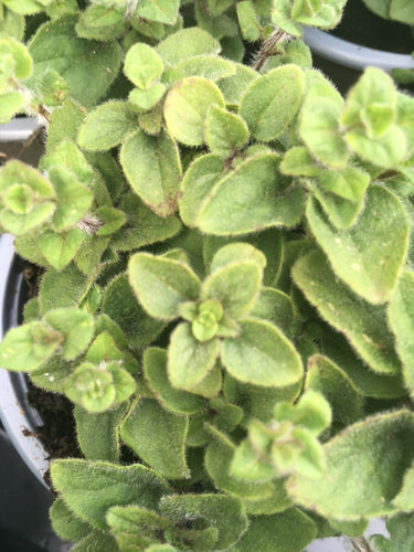 Oregano: Hot and Spicy (Origanum vulgare ‘Hot and Spicy) - Culinary Herb Co.