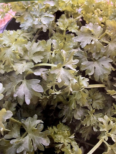 Par-Cel, (Apium graveolens var. secalinum) - Culinary Herb Co.