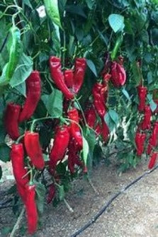 Sweet pepper (Palermo) - Culinary Herb Co.