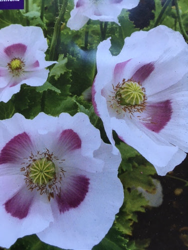 Poppy, Maanzaad (Papaver somniferum) - Culinary Herb Co.