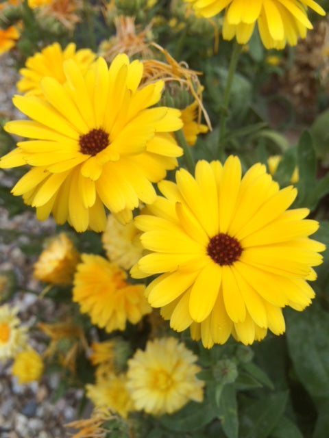 Pot Marigold (Calendula officinalis) - The Culinary Herb Company