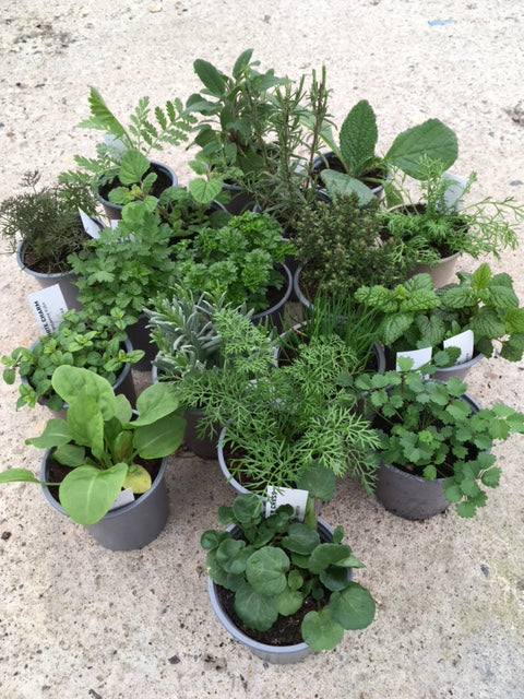 mixed pot of herbs The professional gardener herb pack / Herbs Plant Pack