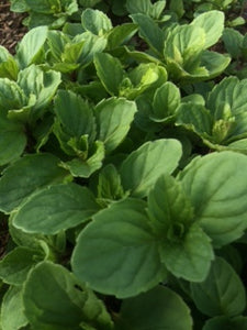 Mint: Red (Mentha smithiana) - The Culinary Herb Company