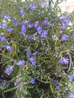 Rosemary: Blue Lagoon (Rosmarinus officinalis 'Blue Lagoon') - The Culinary Herb Company