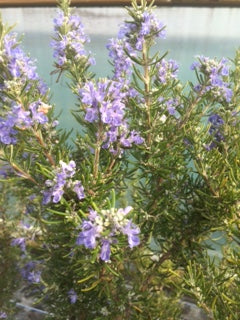 Rosemary: Green Ginger (Rosmarinus officinalis 'Green Ginger') - The Culinary Herb Company