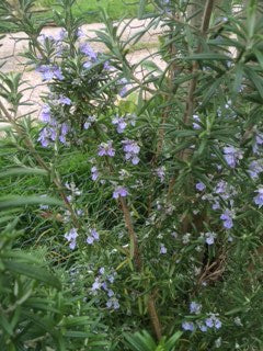 Rosemary: Officinalis (Salvia rosmarinus) 12cm - Culinary Herb Co.
