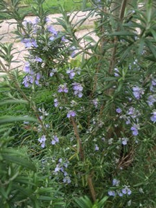 Rosemary: Officinalis (Salvia rosmarinus) 12cm