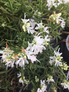Rosemary: White (Salvia rosmarinus 'Albus') - Culinary Herb Co.