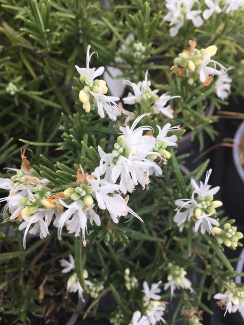 Rosemary: White (Salvia rosmarinus 'Albus') - Culinary Herb Co.
