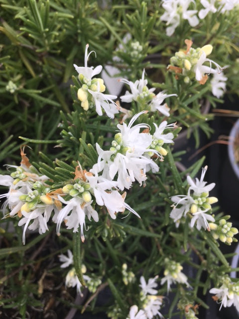Rosemary: White (Rosmarinus officinalis 'Albus')